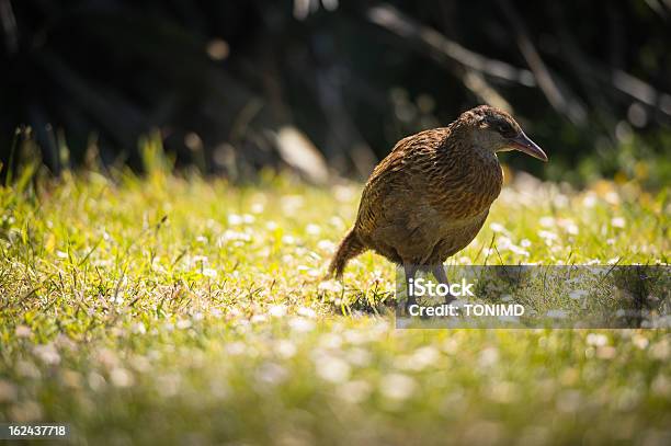 Weka Stock Photo - Download Image Now - Animal Wildlife, Beak, Bird