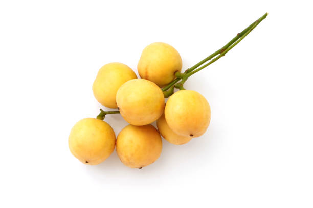 istock Bunch of burmese grape(Baccaurea ramiflora) isolated on white background. 1624397555