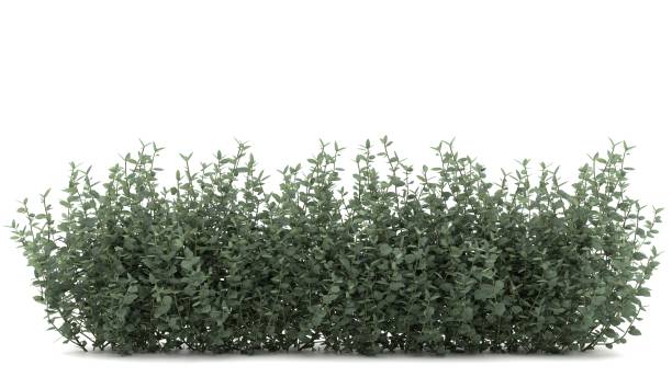 istock indoor plant, on a white isolated background, 3d render 1624411723