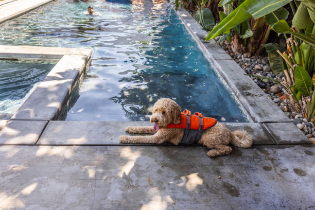 High quality stock photo of a multi-racial boy playing and swimming in an outdoor pool