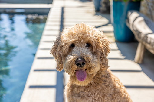 High quality stock portraits of a male Goldendoodle dog outdoors by a swimming pool.