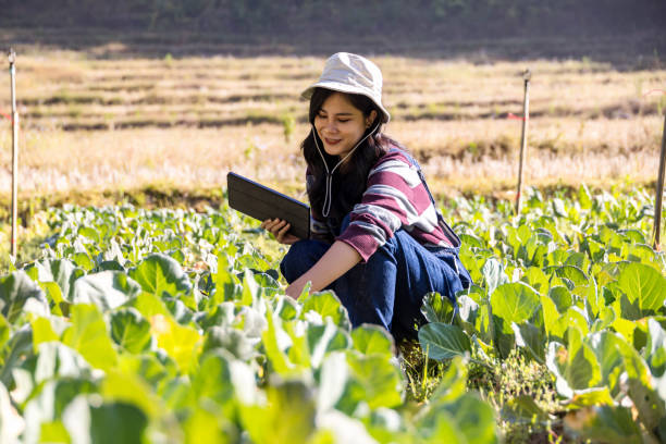 istock Agronomist Farmer using digital tablet in a vegetable farm at sunrise. Agriculturist using the data from the Tablet to validate output quality. Farmer working examining crop development on tablet 1624417482