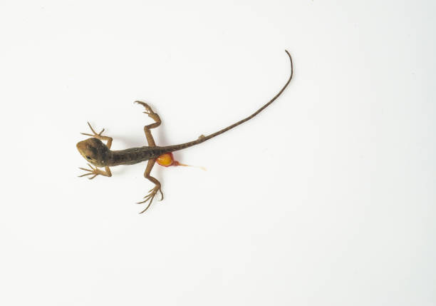istock Garden crested lizard Calotes versicolor baby lizards just hatched some with egg sack still attached Asia 1624417675