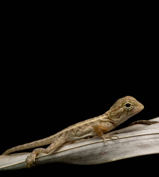 istock Garden crested lizard Calotes versicolor baby lizards just hatched from eggs buried in soil Asia 1624417764