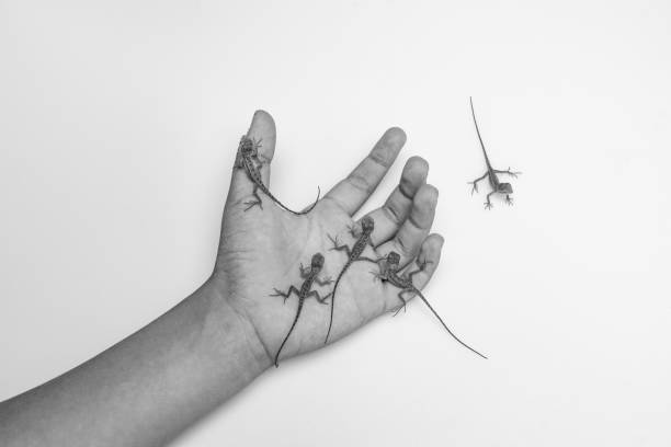 Garden crested lizard Calotes versicolor baby lizards just hatched Resting on human hand Thailand Asia