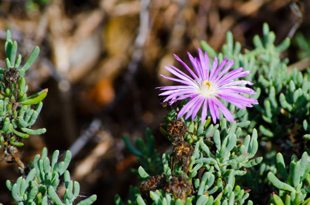 Beautiful purple Trailing Ice Plant flower (Lampranthus spectabilis) in a spring season at a botanical garden. Beautiful purple Trailing Ice Plant flower (Lampranthus spectabilis) gray-green succulent leaves in a spring season at a botanical garden. lampranthus spectabilis stock pictures, royalty-free photos & images
