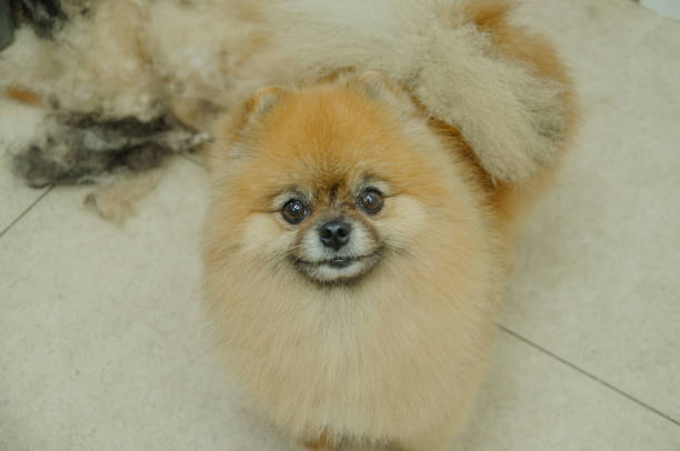 istock Little Dog Red Spitz Portrait. 1624429623