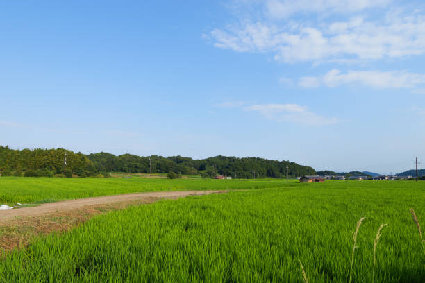 istock Blue sky clouds of green grass in rice field on white background 1624431690