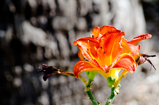 Beautiful orange Daylily flower is a flowering plant in the genus Hemerocallis in a spring season at a botanical garden.