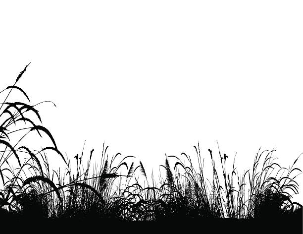 grass silhouette background vector art illustration