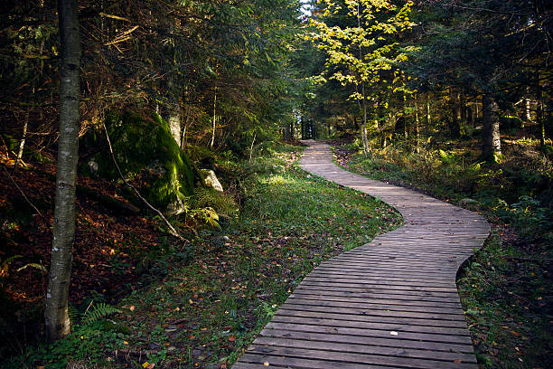 istock wood pathway in forest autumn atmosphere 162444810