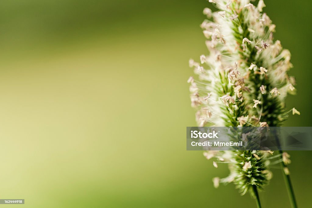 야생화, 꽃가루 - 로열티 프리 0명 스톡 사진