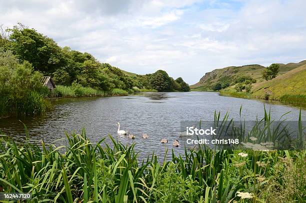 Photo libre de droit de Swans Senlisera Loch St Abbs Head banque d'images et plus d'images libres de droit de Saint Abb's Head - Saint Abb's Head, Animaux à l'état sauvage, Cygne