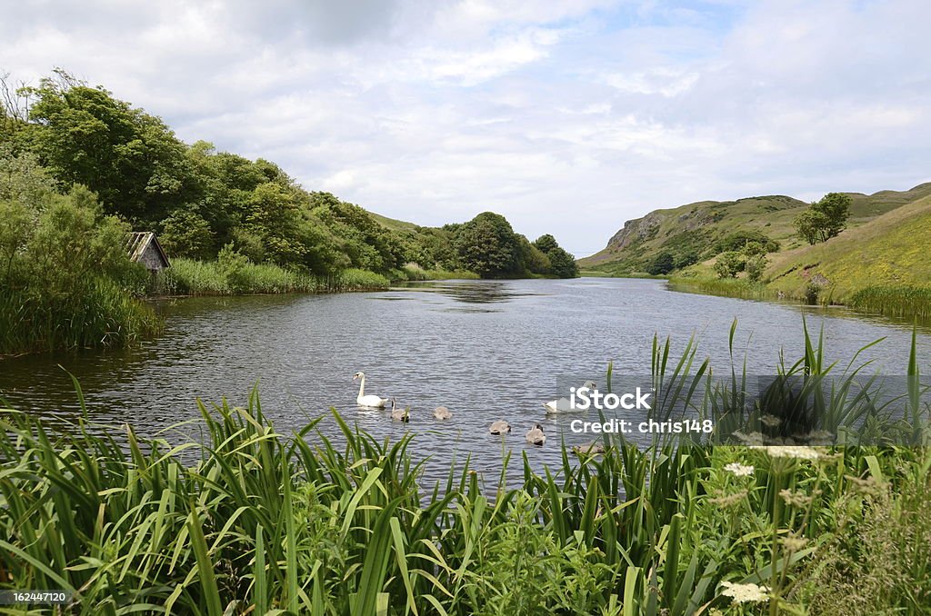 Swans, Mire Lago, St Abbs Cabeça - Royalty-free St Abb's Head Foto de stock