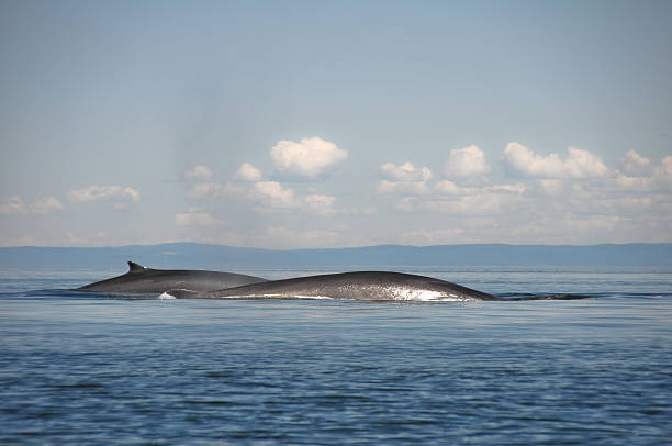 istock Fin whales, St Lawrence river, Quebec (Canada) 162447484