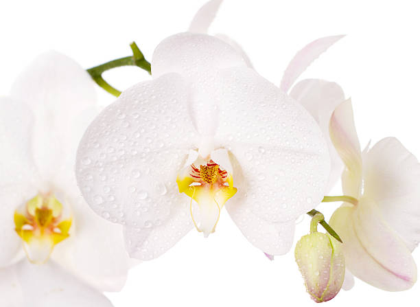 istock Close-up of white orchids flowers 162447588
