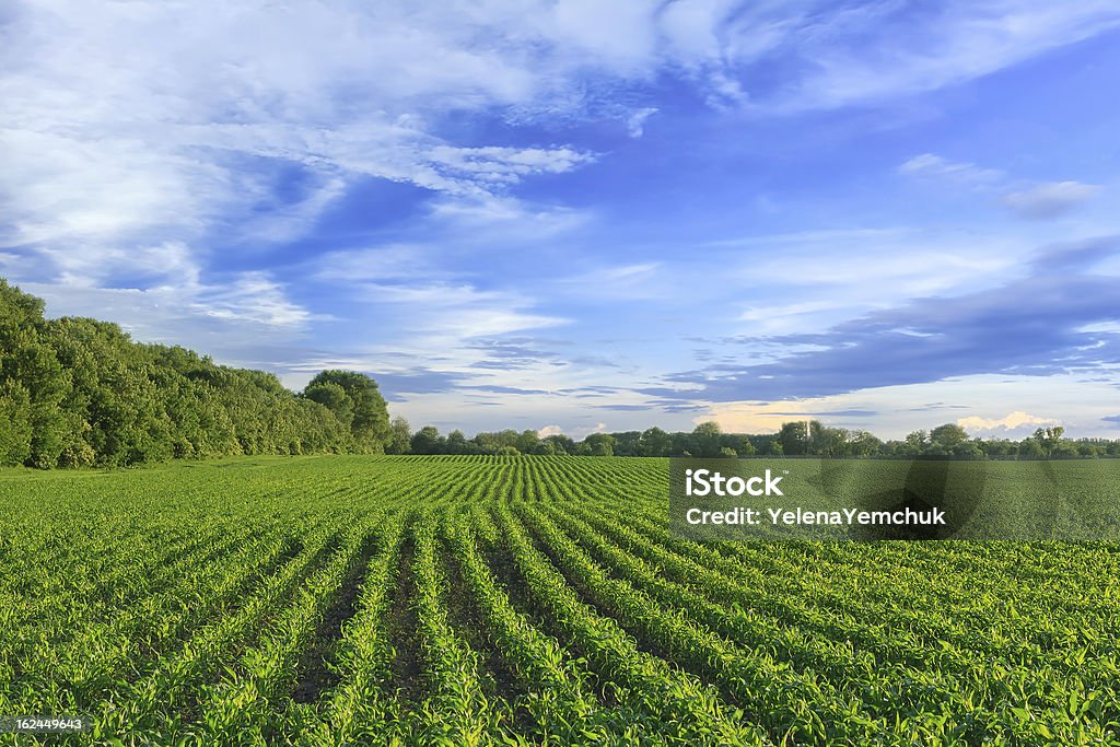 Vert champ de maïs contre ciel bleu - Photo de Maïs libre de droits