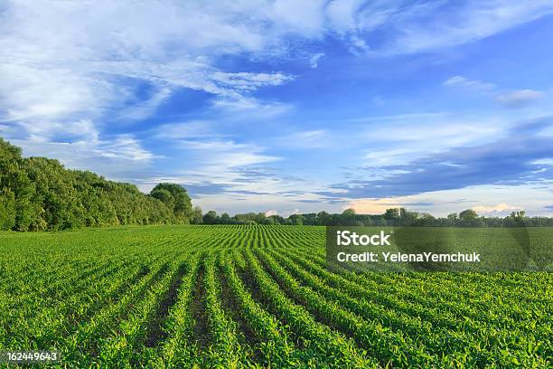 Photo libre de droit de Vert Champ De Maïs Contre Ciel Bleu banque d'images et plus d'images libres de droit de Maïs - Maïs, Maïs - Culture, Plantation