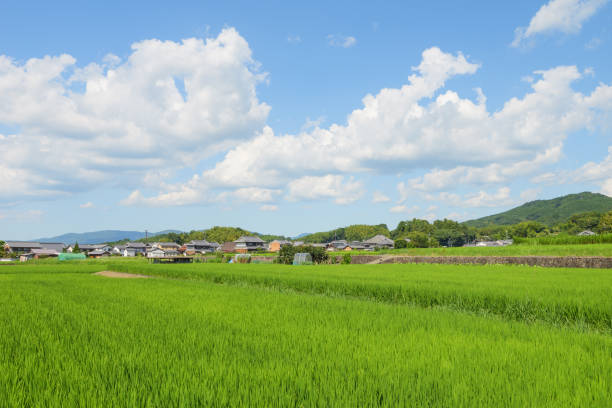istock Blue sky clouds of green grass in rice field on white background 1624498222