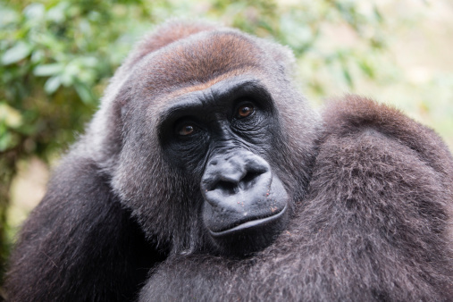 Mountain gorillas volcanoes national park Rwanda