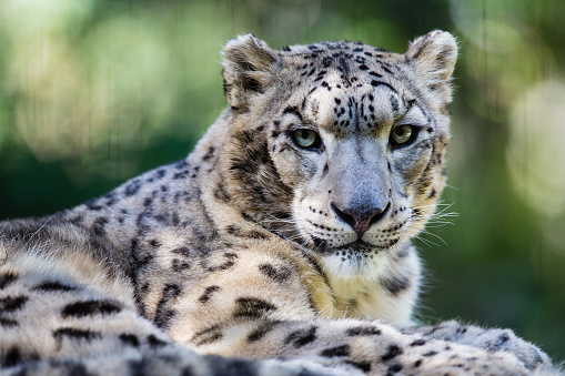 A captive Snow Leopard standing with mouth open. Taken from below. This is on a hillside rock wall in the autumn. A game farm in Montana, with animals in natural settings.