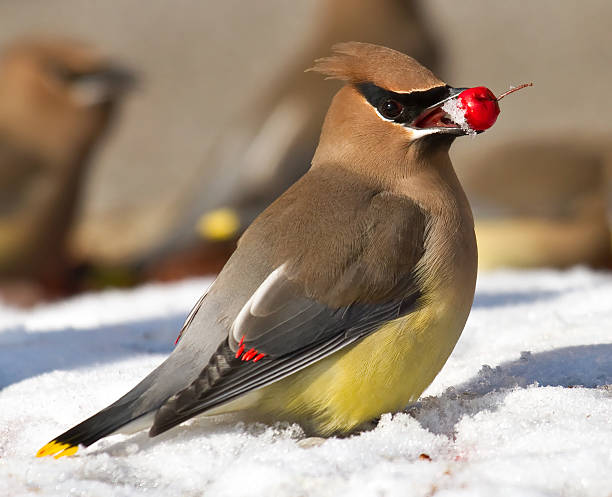Cedar Waxwing With Icy Treat A cedar waxwing finds an ice covered red berry to eat in the snow which has fallen from a fruit tree. cedar waxwing stock pictures, royalty-free photos & images