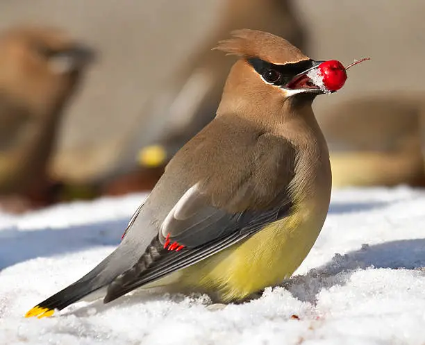 A cedar waxwing finds an ice covered red berry to eat in the snow which has fallen from a fruit tree.
