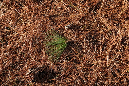 Natural brown background. pine needles background. pine needles cover the ground in a pine park. green on brown background