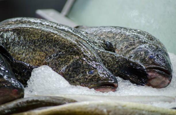 Fresh Murray cod (Maccullochella peelii) large Australian predatory freshwater fish of the genus Maccullochella in the family Percichthyidae fish freezing on the ice at a fish market.