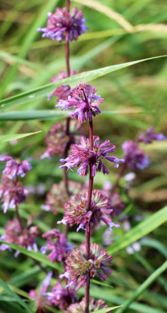 istock In nature, the blooms Salvia verticillata 1624509832