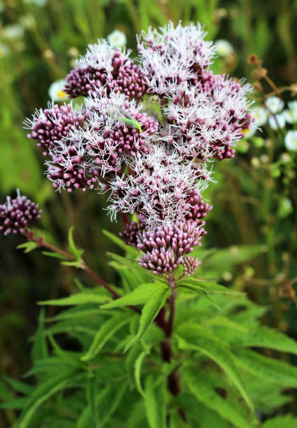 istock It blooms in nature hemp agrimony (Eupatorium cannabinum) 1624510354