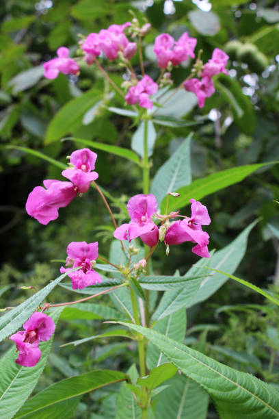 istock Impatiens glandulifera grows in the wild 1624511391