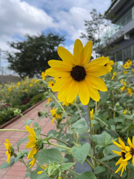 istock Sunflowers in full bloom in summer 1624520872