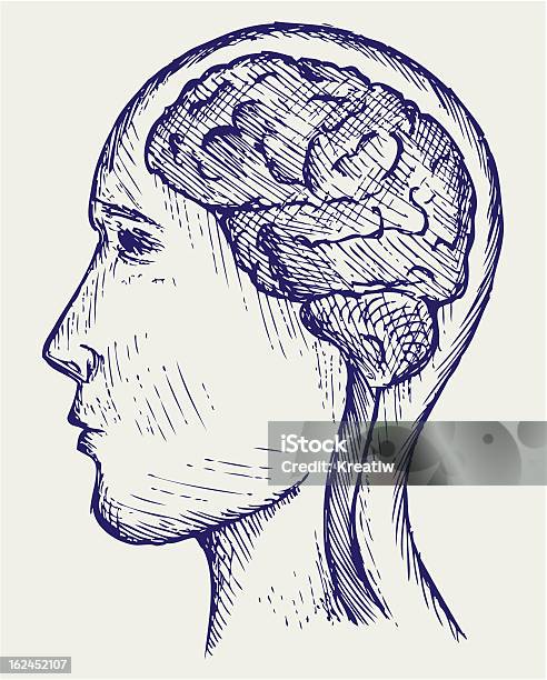 人間の脳とヘッド - イラストレーションのベクターアート素材や画像を多数ご用意 - イラストレーション, ヒトの内臓, ヒトの脳
