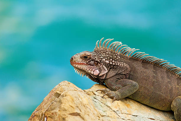 iguana - marine iguana fotografías e imágenes de stock