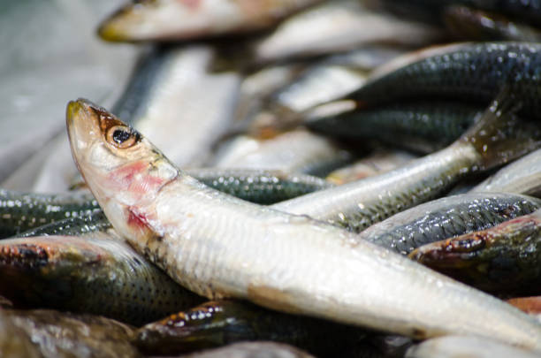 istock Fresh Sand whiting fish freezing on the ice at a fish market. 1624526122