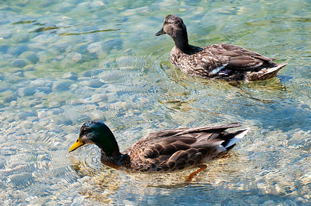 Male and female mallards together in a clear lake