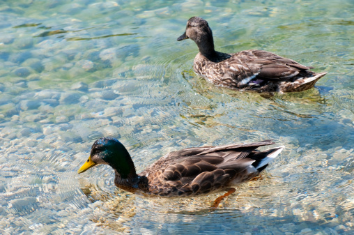 Male and female mallards together in a clear lake