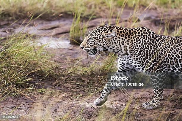 Leopardowalking Vista Laterale Primo Piano - Fotografie stock e altre immagini di Africa - Africa, Ambientazione esterna, Animale