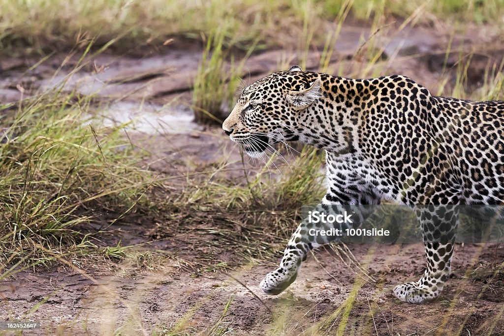 Leopardo-andar, vista lateral, plano aproximado - Royalty-free Andar Foto de stock