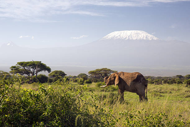 istock Elephant in front of Mount Kilimanjaro, Kenya 162454118