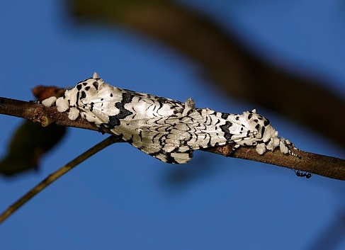 A closeup of a moth perched on a branch