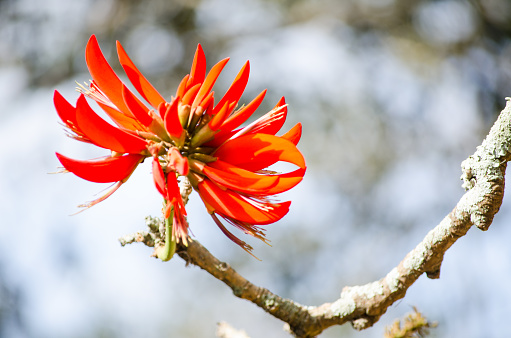 Erythrina variegata red flower in a Australia spring season at a botanical garden, commonly known as tiger's claw or Indian coral tree, is a species of Erythrina native to the tropical and subtropical regions of eastern Africa.