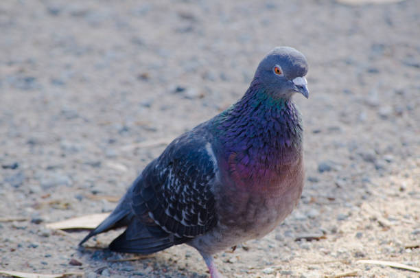 Alone beautiful Male rock dove, rock pigeon, or common pigeon bird walking on the ground.