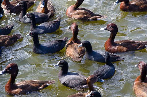 The group of Hardhead or White-eyed duck and coot birds swimming in the pond at Centennial Park, Sydney, found in wetter, coastal regions of Australia