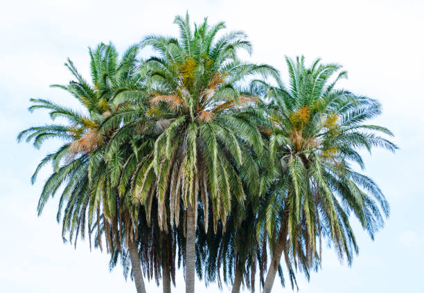 Palm trees with bright sky in the background, belong to the Arecaceae family of perennial flowering plants.