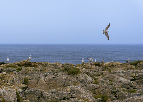 At the portuguese Sagres cape, on the stone coastline, some seagulls are relaxing and fishing, while the tourists are visiting the Sagres Lighthouse and fortress