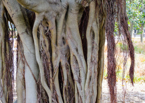 The pattern of tree roots at botanical garden, diameter of the branch spread, underneath the trunk and canopy.