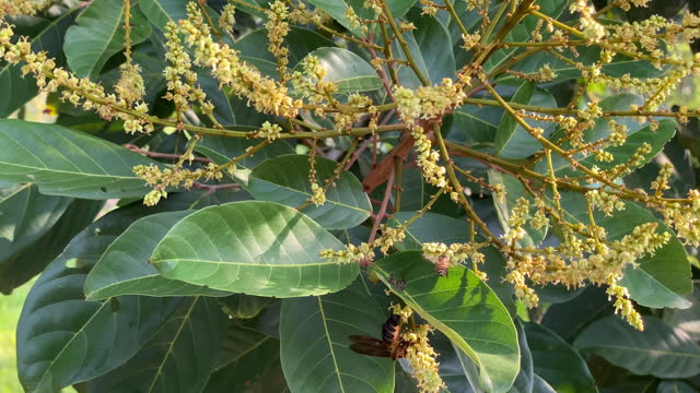 Buds of rambutan flower on tree in tropical garden