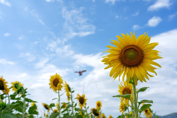 istock Yellow sunflowers against blue sky and white clouds 1624661769